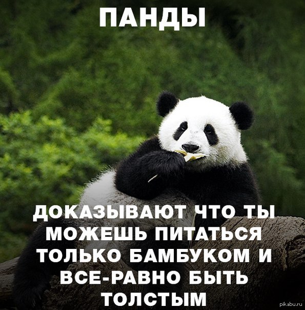 Цитаты про пандой Цитаты про пандой