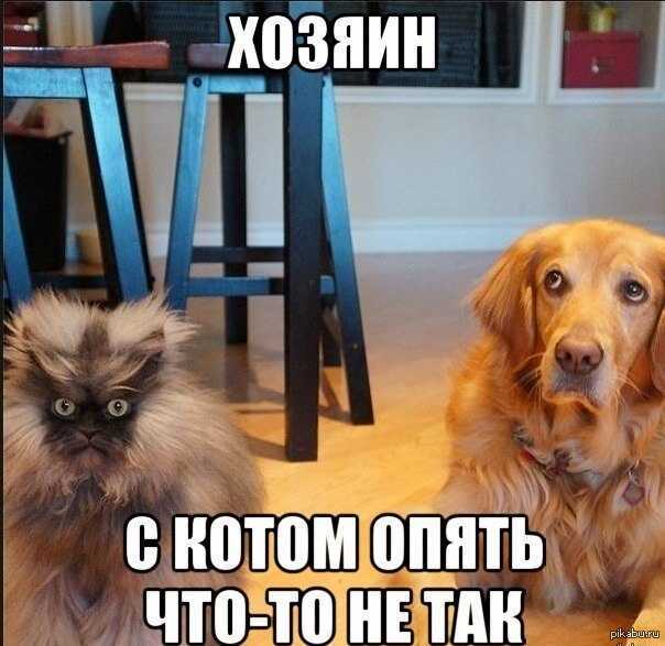 Картинки по запросу собака и кот прикол