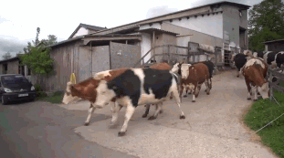 Картинки по запросу коровы гифка