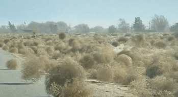 desert with tumbleweed gif