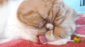 http://s.pikabu.ru/post_img/big/2012-12_4/1355993495_2127525962.gif