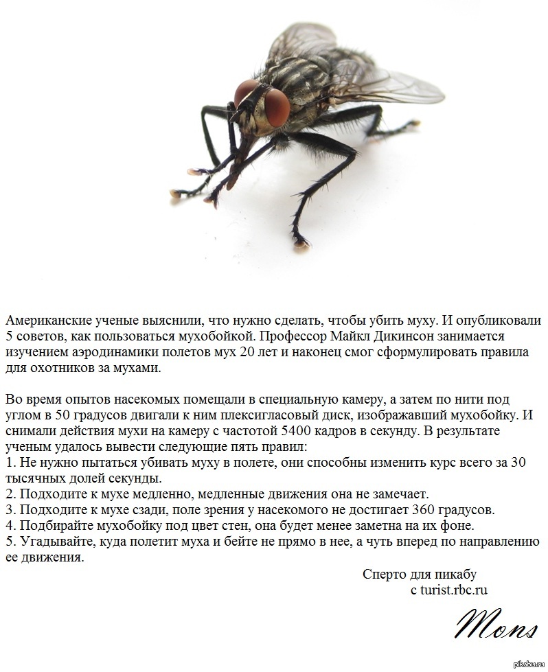 Как можно убить муху в домашних условиях Как можно убить муху в домашних условиях