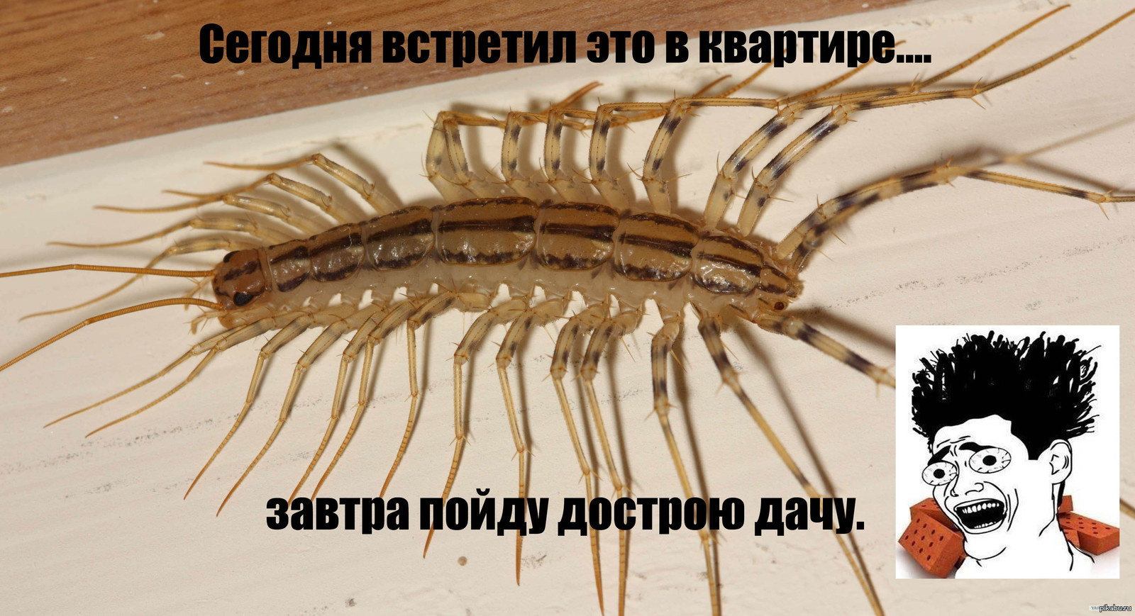 Мухоловки в домашних условиях Мухоловки в домашних условиях