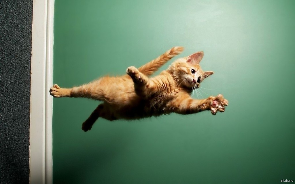 Почему кошки приземляются на лапы