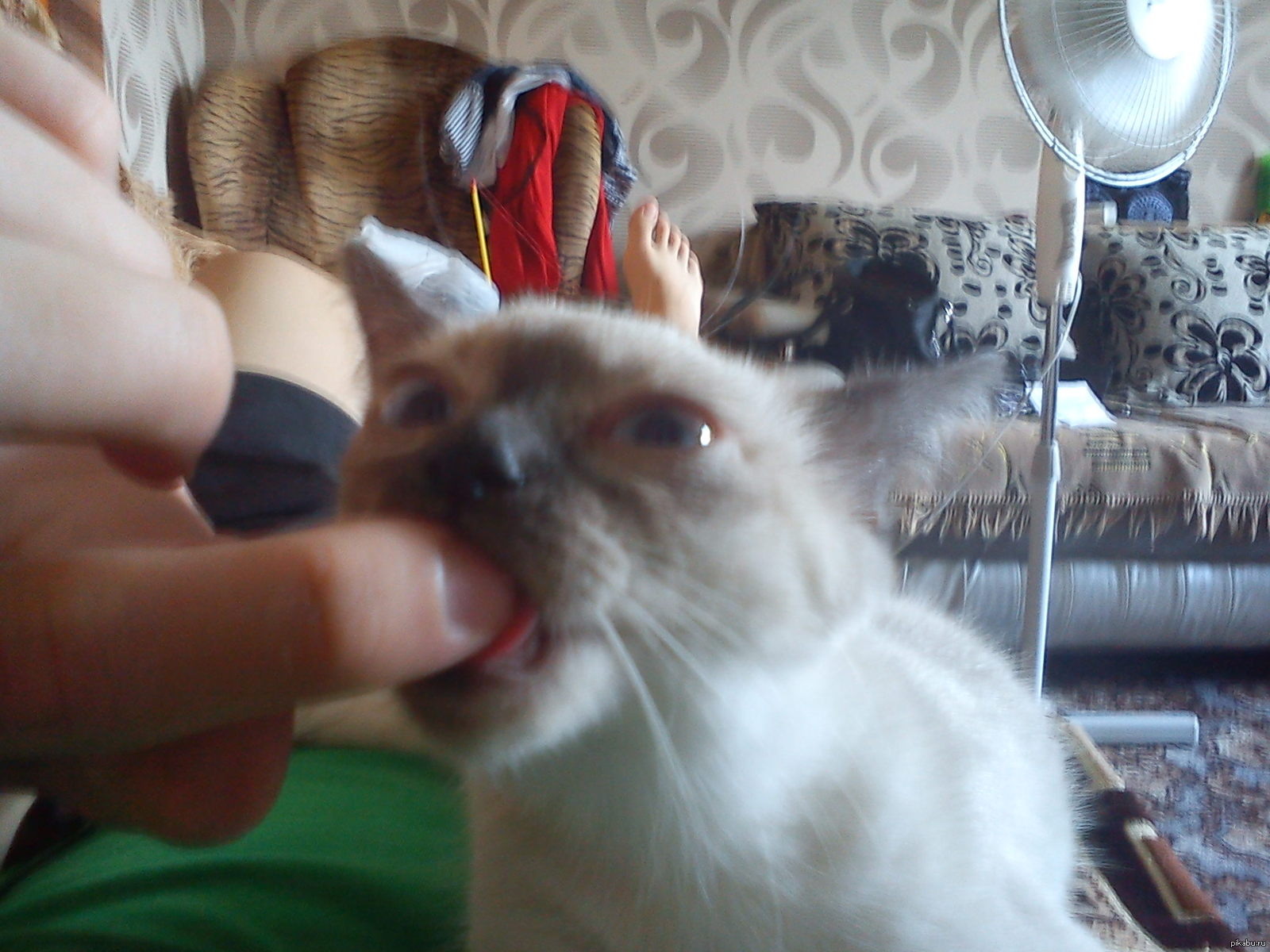 кошка сосет сиську Кошка сосет сиську всего этим