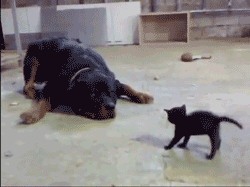 13396912966050.gif