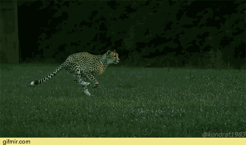 Гепард в slow-motion Гифки