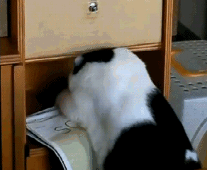 1362930315_1366078799.gif