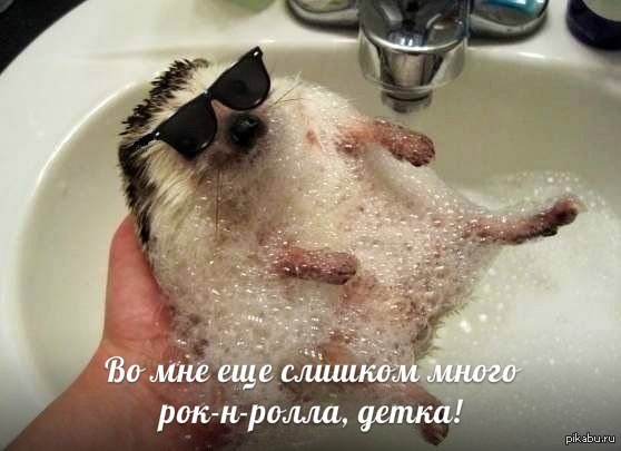 http://s.pikabu.ru/post_img/2013/04/01/11/1364836900_2115852587.jpg