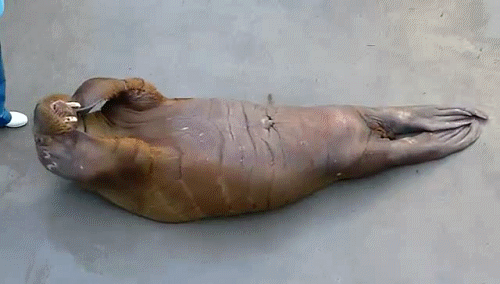 http://s.pikabu.ru/post_img/2013/04/12/12/1365795647_1862490456.gif