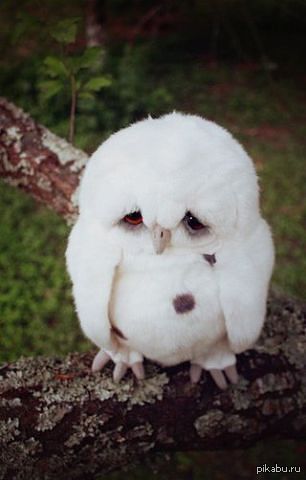 Afficher l'image d'origine