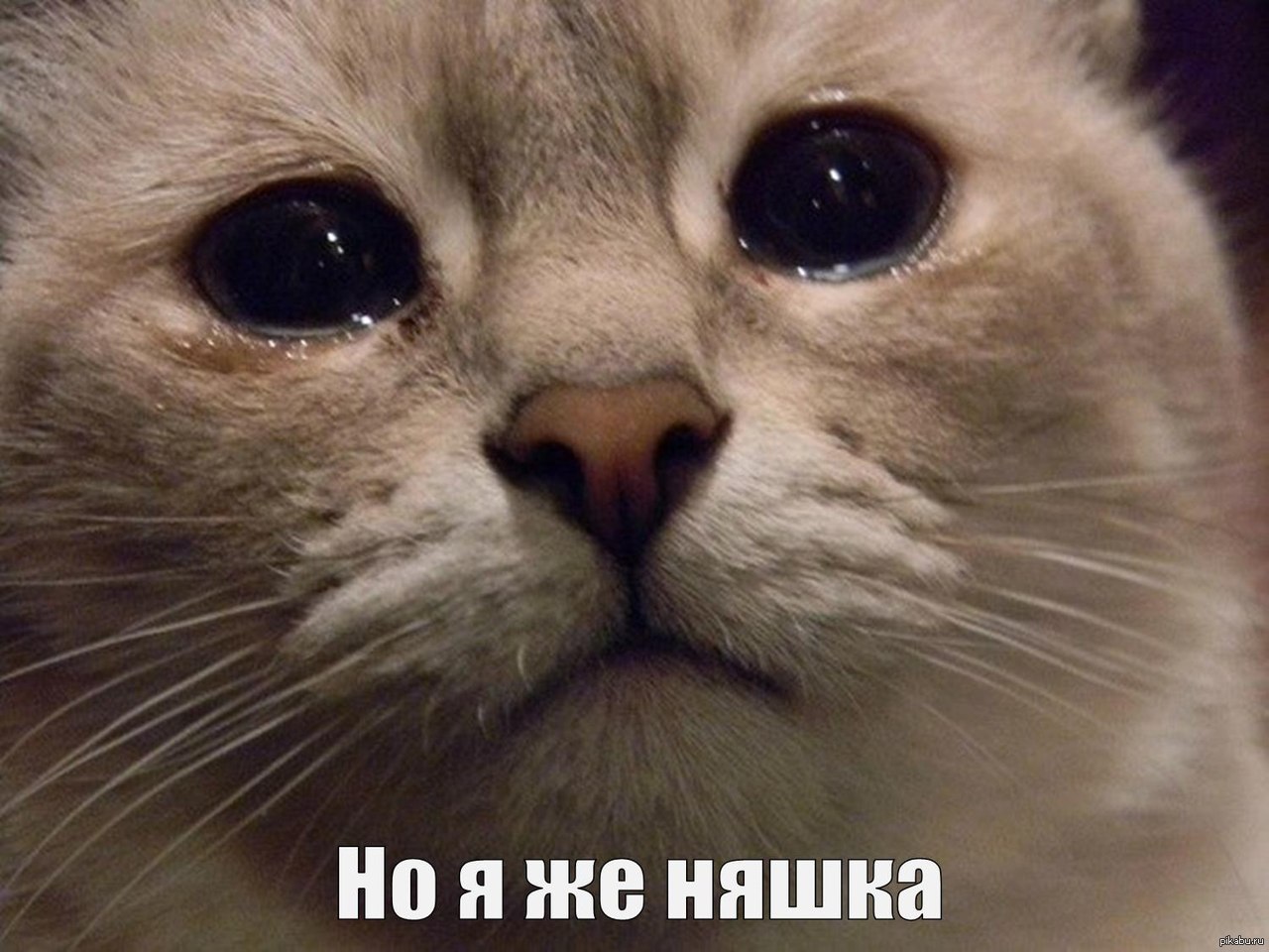 http://s.pikabu.ru/post_img/big/2013/10/23/10/1382543103_1260976009.jpg